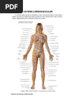 Sistema Cardiovascular