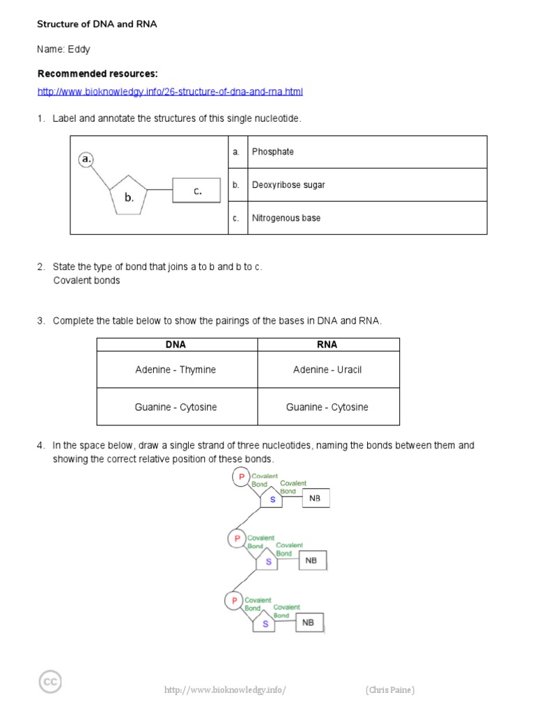 Dna and Rna Structure Worksheet Eddy PDF Nucleotides Dna