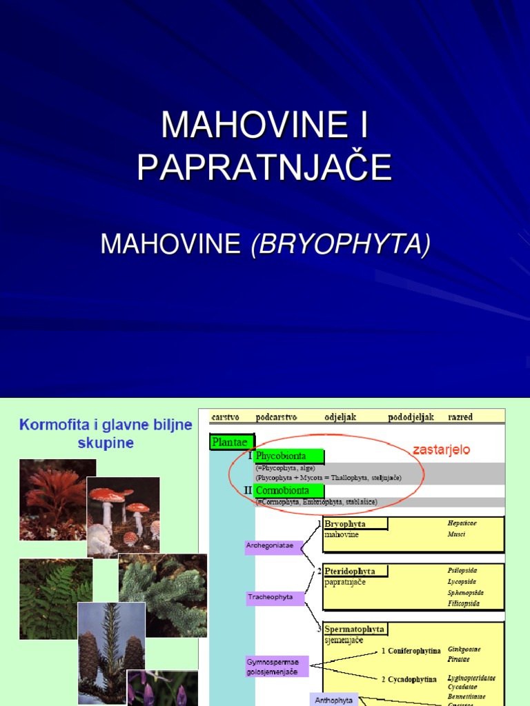Mahovine I Papratnjace | PDF