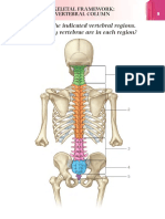 Skeleton Axial and Appendicular