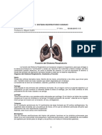 Sistema respiratorio humano: estructura, función y enfermedades