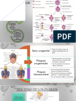 Desarrollo de Los Genitales Externos