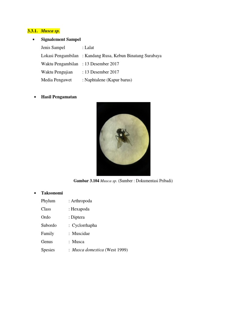 Morfologi dan Siklus Hidup Musca domestica | PDF | Sains & Matematika