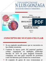 Nucleo Celular