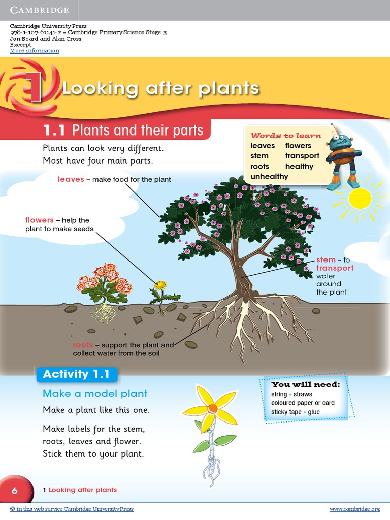 Looking After Plants 1.1 Plants and Their Parts PDF Root Plants