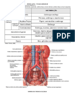 Aorta Abdominal