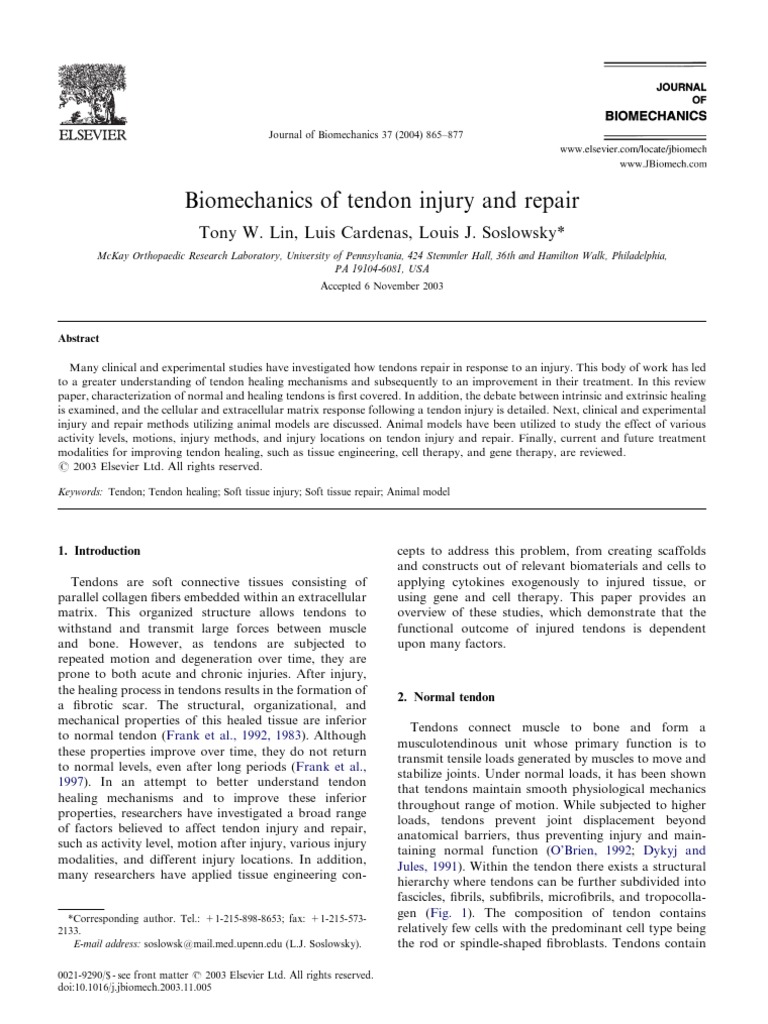 Biomechanics of Tendon Injury and Repair | PDF | Tendon | Healing