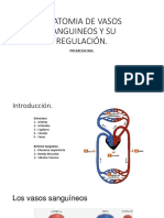 Anatomia de Vasos Sanguineos y Su Regulación