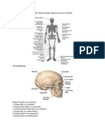 Rangka Manusia