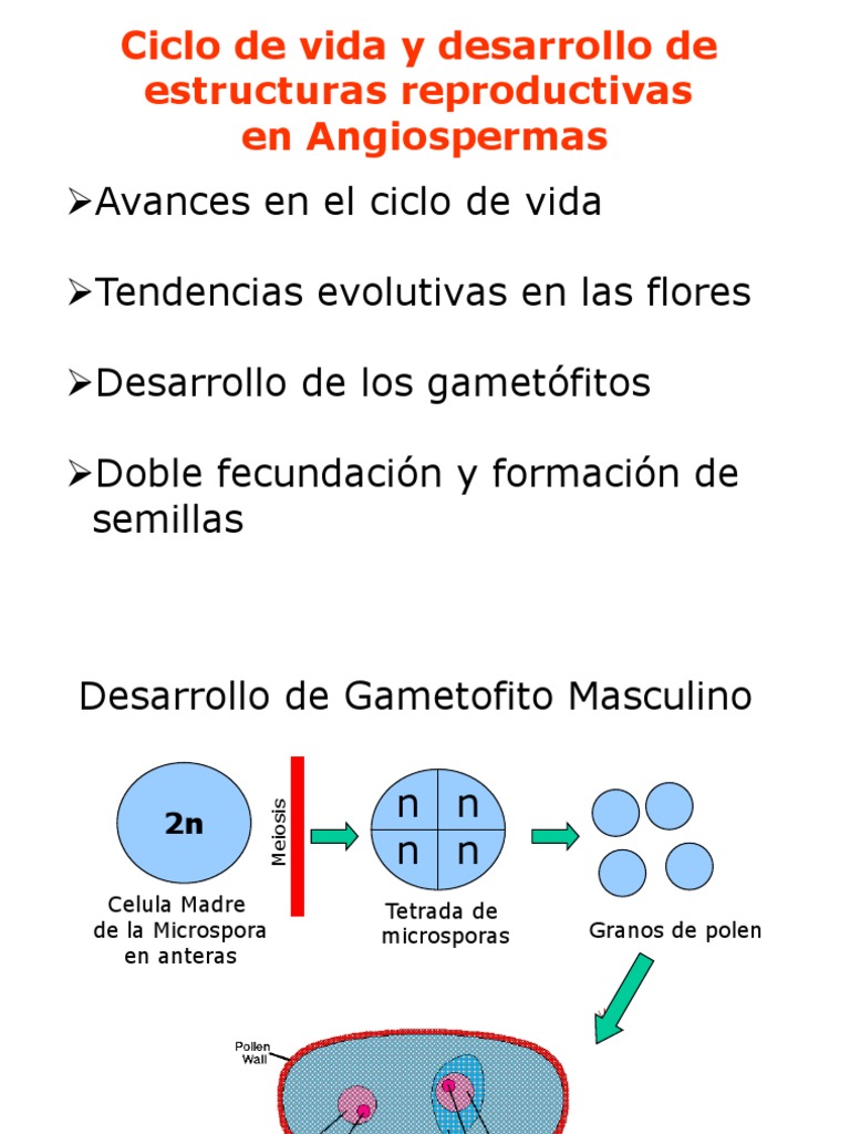 Ciclo de Vida y Polinización en Angiospermas | PDF | Polinización | Flores