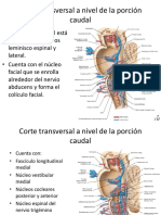 Corte Transversal A Nivel de La Porción Caudal