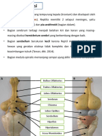 Koordinasi Dan Reseptor Reptil