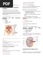 Urinary System Notes