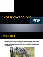 Horse Coat Colour