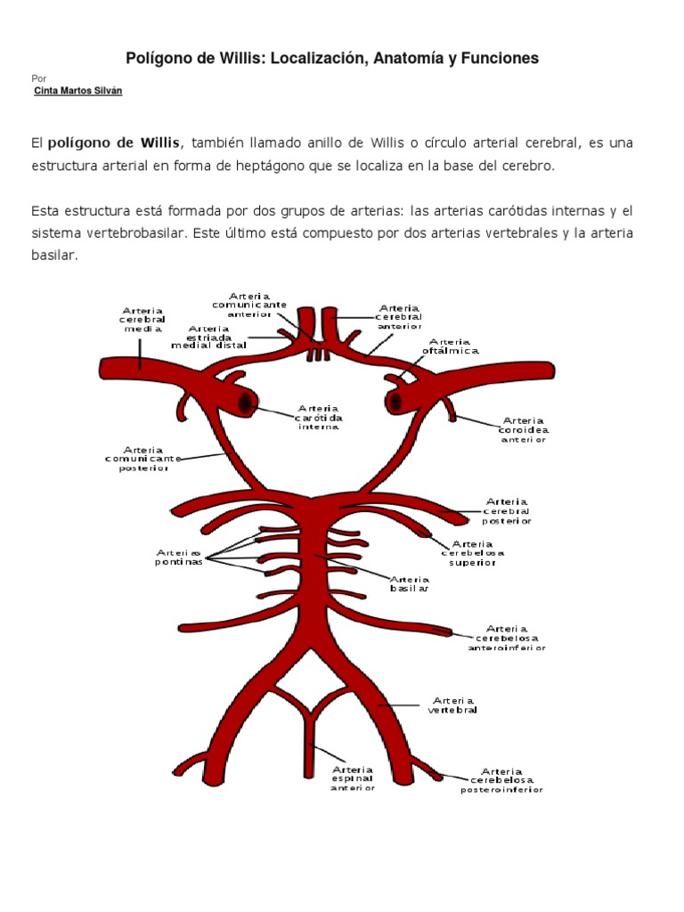 Polígono de Willis | Cerebro | Artería