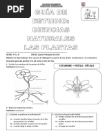 Guía de Estudio Las Plantas 1