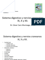 13 CC 2014 Sistema Digestivo y Nervios Craneanos IX X y XII