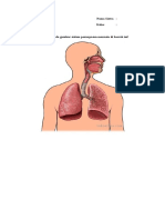 Sistem Pernapasan Manusia