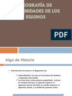 Ecografia Equinos IMAGENOLOGIA