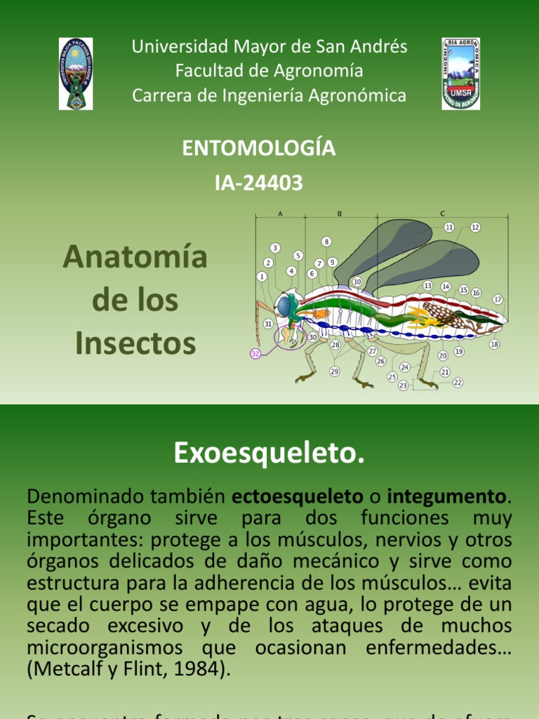 Anatomia de Los Insectos | Descargar gratis PDF | Sistema nervioso