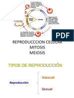 Reproduccion Celular Mitosis y Meiosis