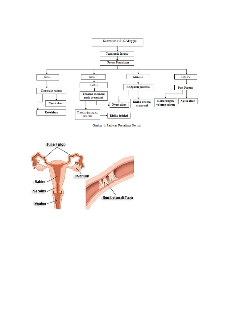 Woc Kehamilan Normal