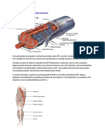 Hidroliza Atp