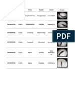 Tabla de Macroinvertebrados