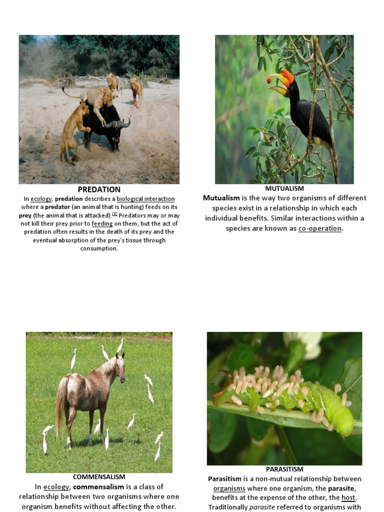 Booklet ECOSYSTEM RELATIONSHIP With Definition | PDF | Wellness 