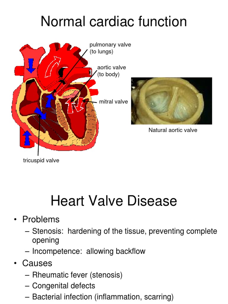 Normal cardiac function pulmonary valve (to lungs)