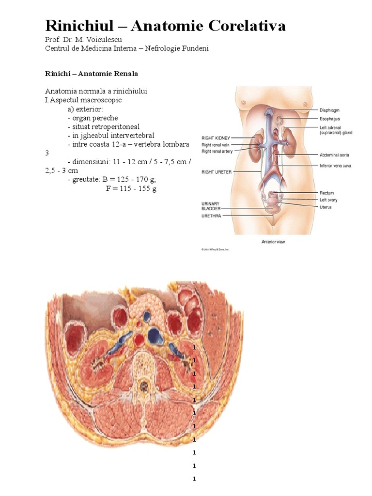 Rinichiul - Anatomie Corelativa 1 | PDF
