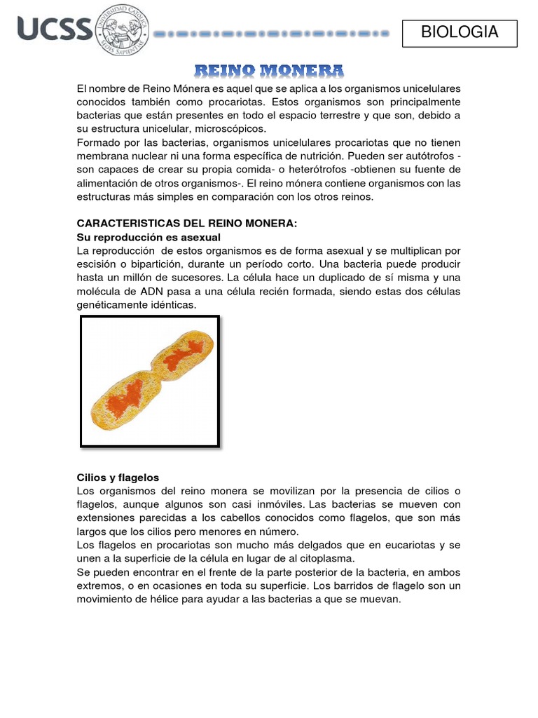 Reino Monera | PDF | Virus | Las bacterias