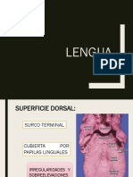 Lengua