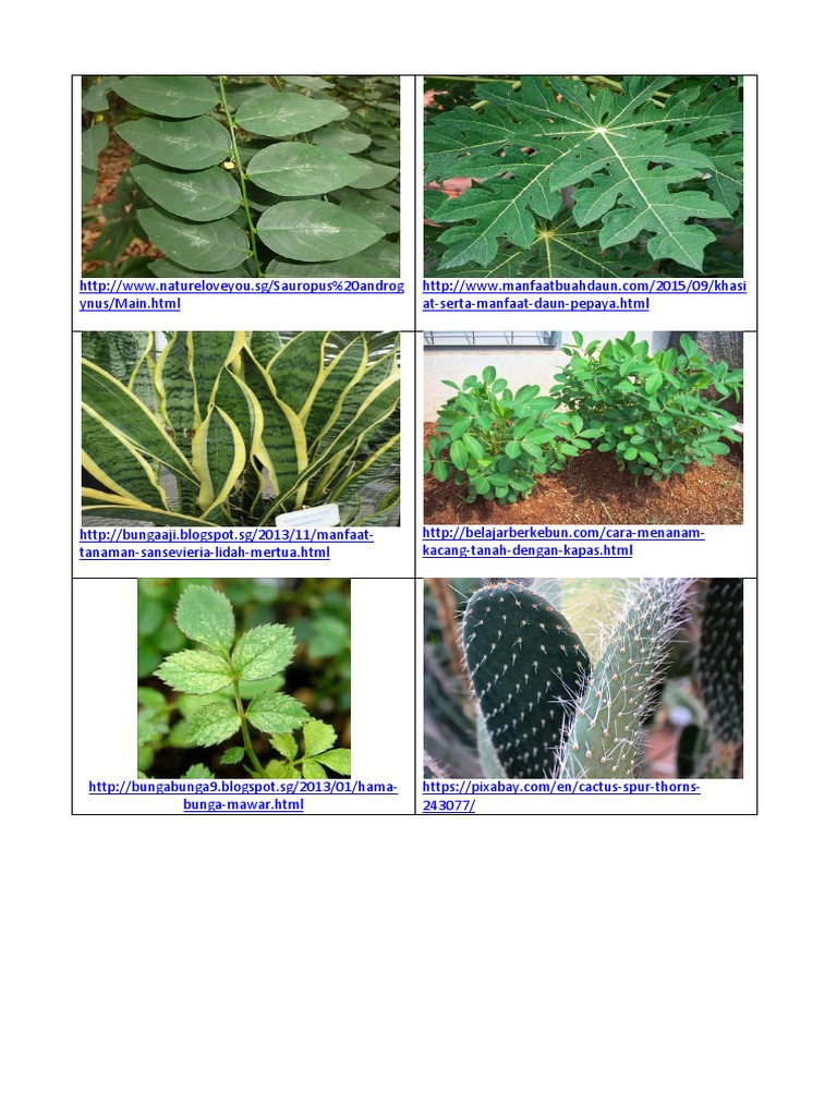 Paling Bagus 19 Fungsi Daun Bunga  Mawar  Gambar Bunga  Indah