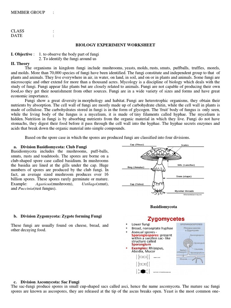 Experiment Worksheet Fungus Mushroom