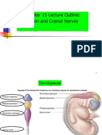 Brain Development and Cranial Nerves Chapter 15 Outline