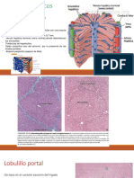 Lobulos Epaticos