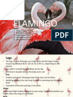 Flamingo