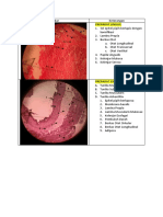 Histologi Lingua Eksofagus