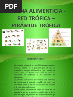 Cadena Alimenticia