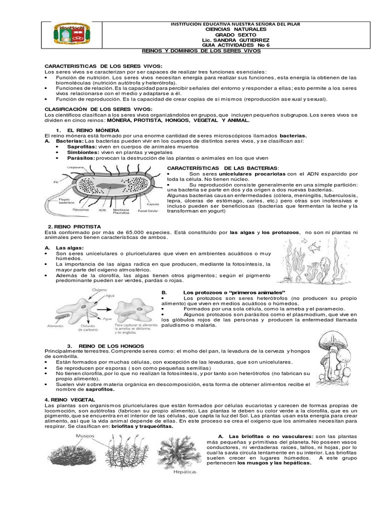 Guía Reinos y Dominios de Los Seres Vivos | PDF | Algas | Plantas