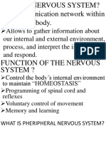 What Is Nervous System? A Communication Network Within The Human Body