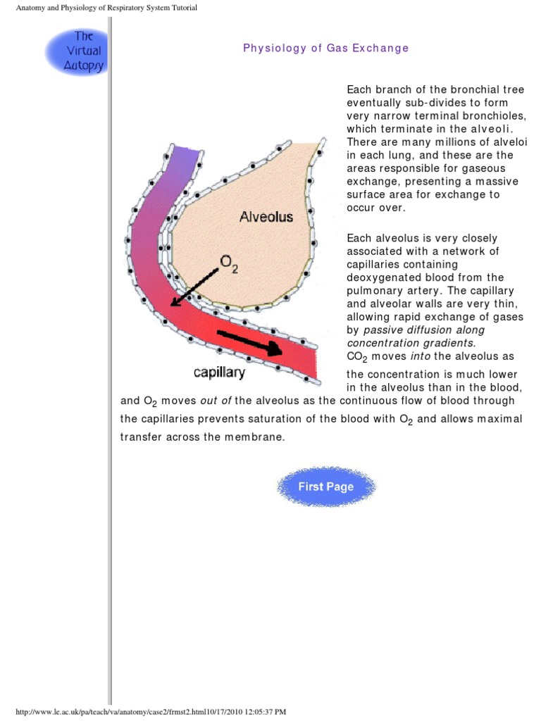 Alveoli and Gas Exchange Physiology | PDF | Lung | Respiratory System