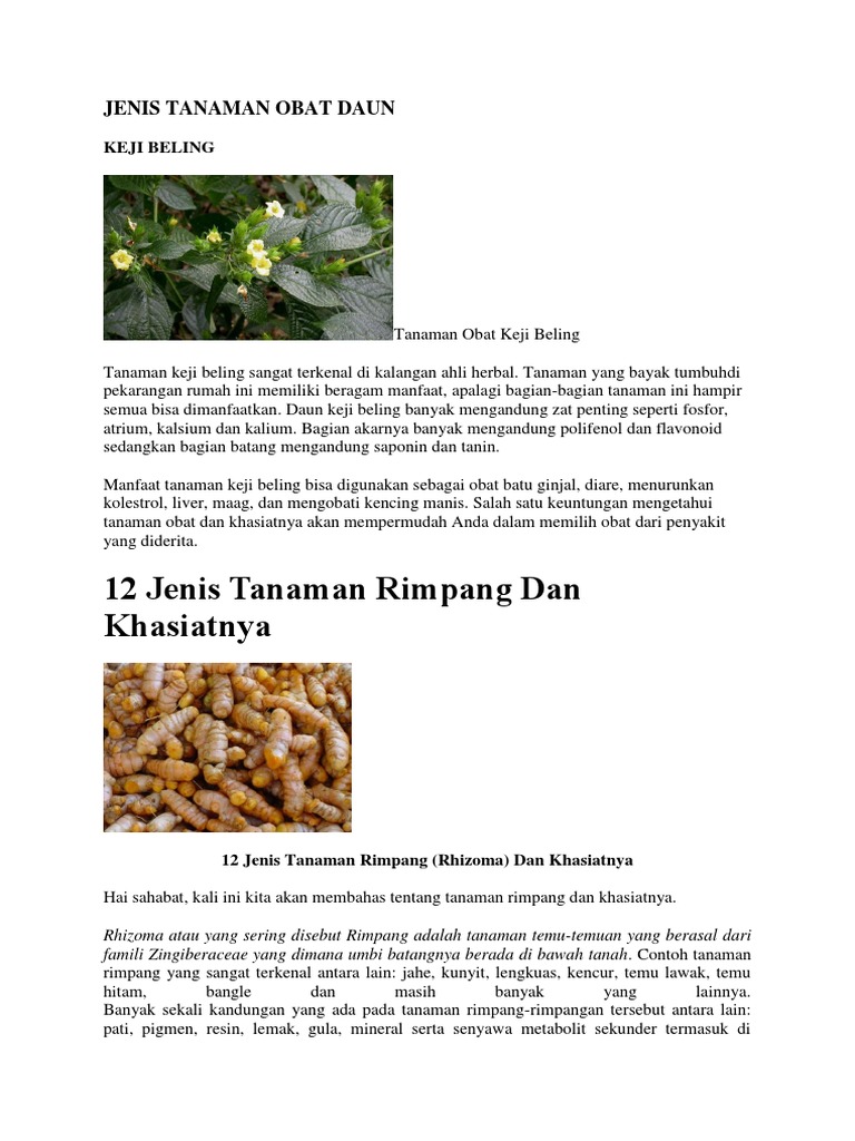 Daun Merdekaan tanaman obat tradisional