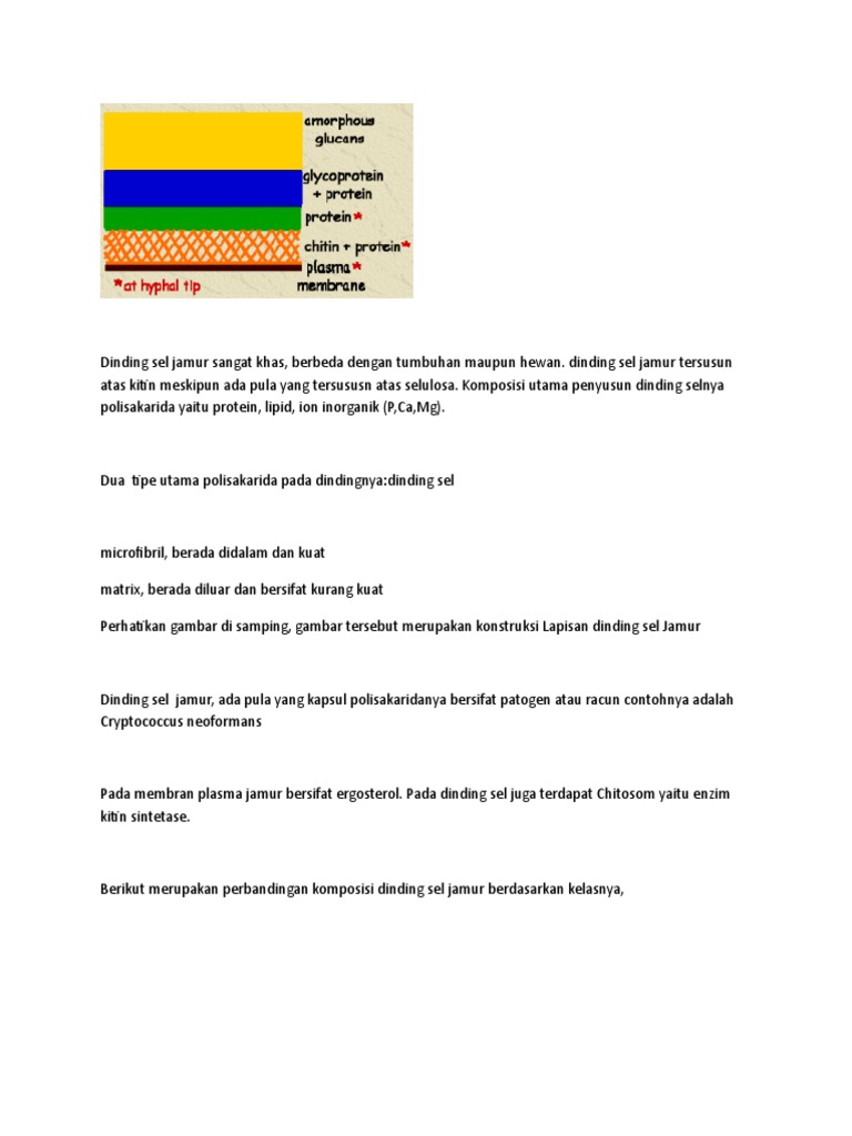 Dinding Sel Jamur Sangat Khas