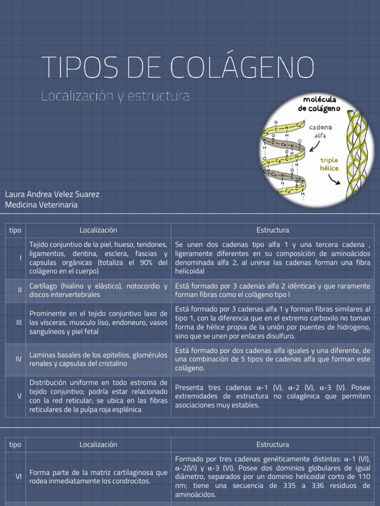 Tipos de colágeno y sus diferencias | PDF | Colágeno | Tejido conectivo