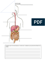 3º Ano-Sistema - Digestivo