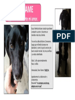 Adopción Perrita