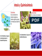 Infografía Fotosíntesis y Quimiosintesis