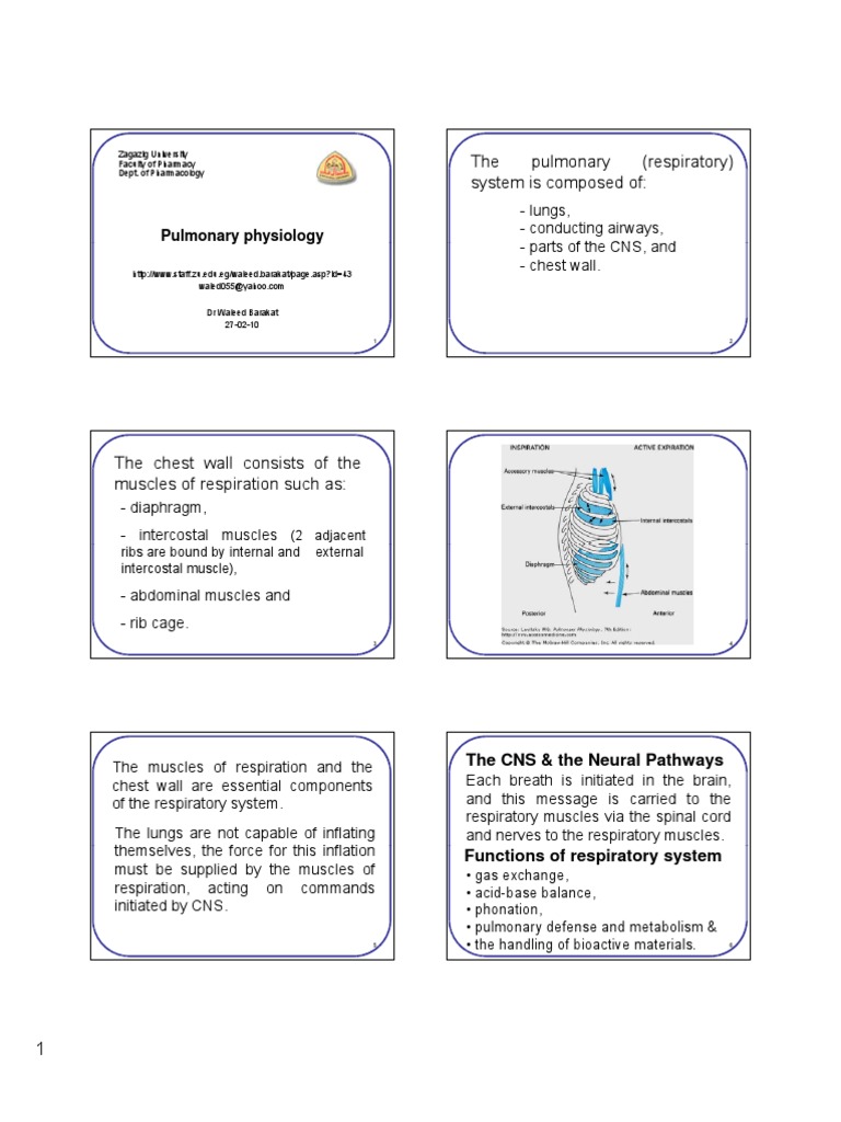 Pulmonary Ventilation and Gas Exchange | PDF | Exhalation | Breathing